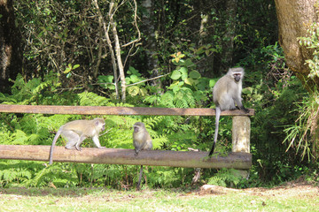 A family of Velvet monkeys on the fence in South Africa