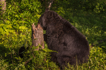 Adult Female Black Bear (Ursus americanus) Nose in Stump