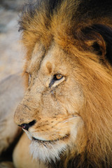 South Africa lion closeup