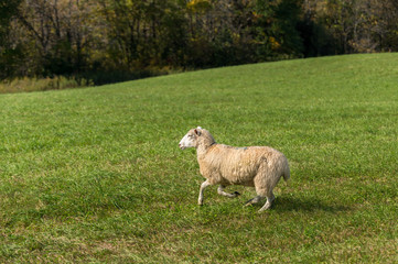 Fototapeta premium Sheep (Ovis aries) Runs To Left