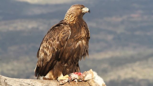 Adlult male of Golden eagle. Aquila chrysaetos