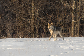 Grey Wolf (Canis lupus) Trots Left in Early Morning Light