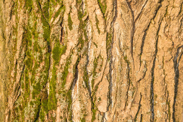 tree bark is covered with moss and lit by sunlight
