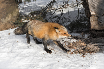 Amber Phase Red Fox (Vulpes vulpes) Moves Right