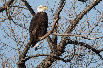Bald eagle sitting in a tree
