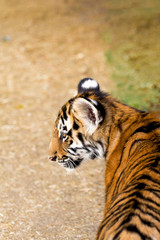 Portrait of a beautiful tiger cub