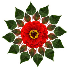 Green leaves and red flower in a circle composition