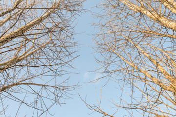 Krone trees against the blue sky