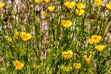 Delicate yellow wild flowers announce springtime