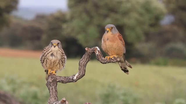 Male and female of Lesser kestrel. Falco naumanni