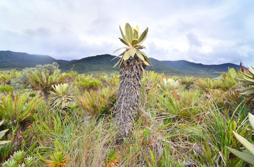 The Puracé National Natural Park with Espeletia plant , commonly known as frailejón in Colombia.
