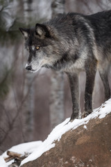 Black Phase Grey Wolf (Canis lupus) Looks Down From Atop Rock