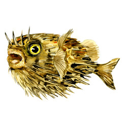 Blowfish fish, long-spine porcupinefish, spiny balloonfish, Diodon holocanthus, isolated, watercolor illustration © lnsdes