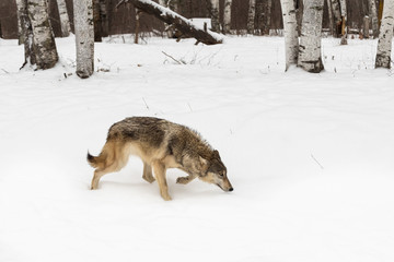 Grey Wolf (Canis lupus) Stalks Right Past Trees