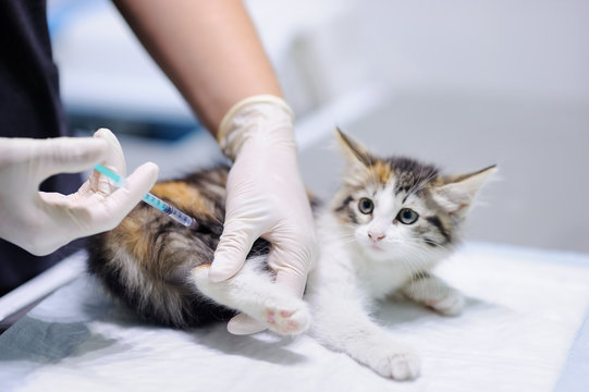 Fototapeta Veterinary doctor giving injection for kitten. Focus on syringe