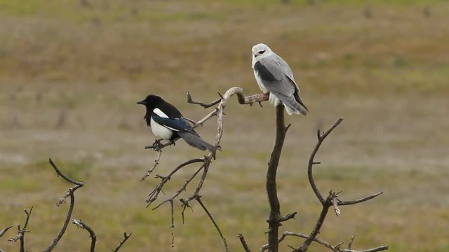 Adult of black-shouldered. Elanus caeruleus.