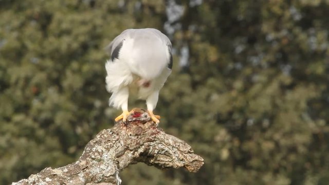 Female of Black-shouldered kite eating a mouse. Elanus caeruleus