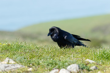Raven walking in the grass