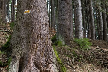 Obraz premium Go to the right direction! Slovakia