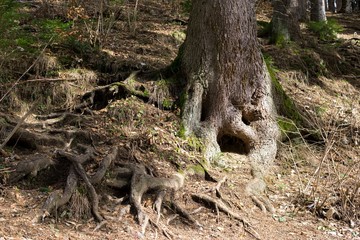 Naklejka na ściany i meble Roots of tree in forest. Slovakia