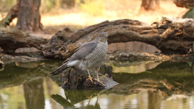Adult female of Eurasian sparrowhawk rinking water in a river in summer. Accipiter nisus