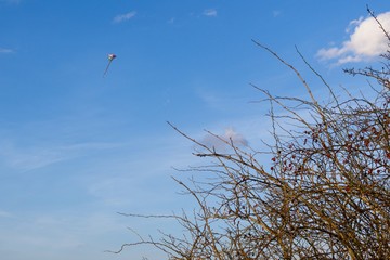 Flying kite behind the rosehip tree. Slovakia