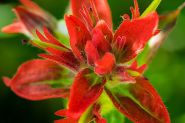 Macro of flower in Olympic National Park