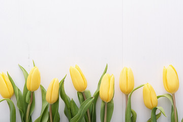 Top view on yellow tulips in a row on white table
