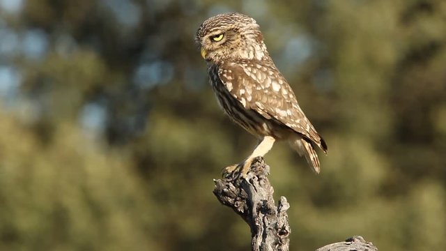 Little owl. Athene noctua