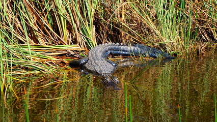 Alligator, Florida