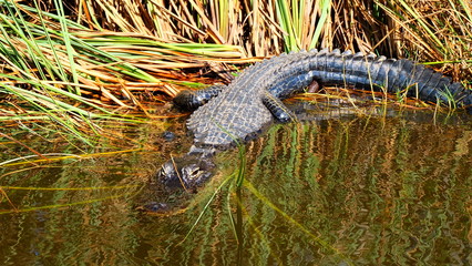 Alligator in Miami Florida 