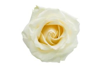 Photo sur Plexiglas Roses rose blanche isolée