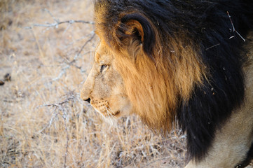 South Africa lion closeup