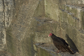 Turkey Vulture (Cathartes aura jota) on the cliffs of Bleaker Island in the Falkland Islands.
