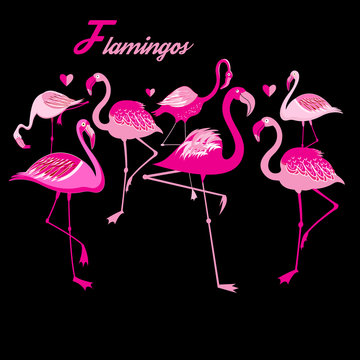 Vector group of flamingos