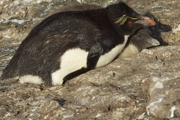 Fototapeta premium Adult Rockhopper Penguin (Eudyptes chrysocome) nurturing a nearly fully grown chick on the cliffs of Bleaker Island in the Falkland Islands.