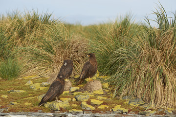 Group of Striated Caracara (Phalcoboenus australis) standing on the cliffs on Bleaker Island in the Falkland Islands.