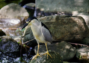 oiseau