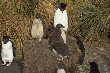 Adult Rockhopper Penguin (Eudyptes chrysocome) standing with a group of nearly fully grown chicks amongst the tussock grass on the cliffs of Bleaker Island in the Falkland Islands.