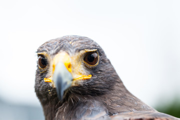Close up photo of a Harris's hawk (parabuteo unicinctus)