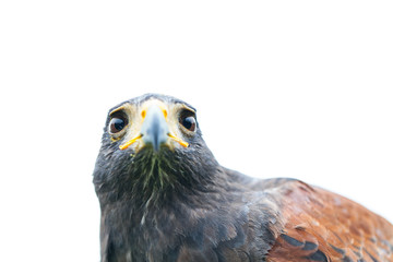 Close up photo of a Harris's hawk (parabuteo unicinctus)