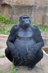 The adult male gorilla © Светлана Чуйкова