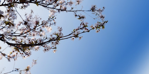 Spring background with peach flowers