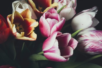 Beautiful spring tulips. Soft focused and colored flower background. Macro shot.
