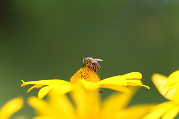 Fototapeta premium Bee on yellow flower