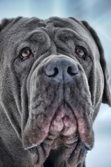 Mastiff