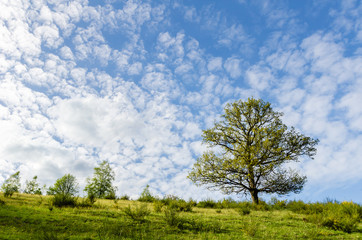Fototapeta na wymiar Single Oak Tree in Green Field, Spring Landscape, Germany