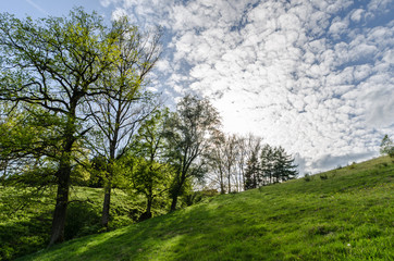 Deciduous trees at a little stream bed in spring, Germany