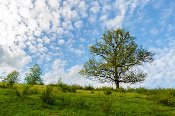 Fototapeta na wymiar Single Oak Tree in Green Field, Spring Landscape, Germany