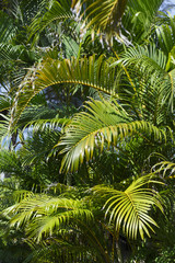 Fototapeta premium background of palm leaves